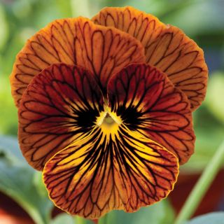 Tiger Eye Red Pansy Thumbnail